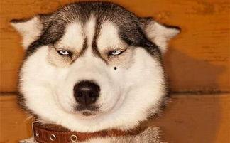 狗头吃瓜素材视频下载免费,萌态十足，免费素材视频带你笑翻天  第1张