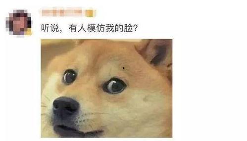 狗头吃瓜素材视频下载免费,萌态十足，免费素材视频带你笑翻天  第2张